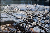 A Beautiful Frozen New York Scene